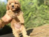 DİŞİ ERKEK BEBEK SURATLI TOY POODLE YAVRULAR