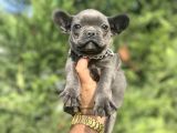 ÖZEL RENK BLUE FRENCH BULLDOG