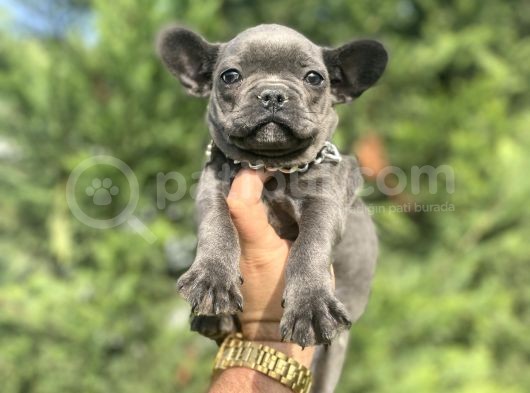 Özel Renk Blue French Bulldog
