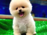 Pomerani̇an Yavrularimiz İçi̇n Bi̇lgi̇ Almak İsterseni̇z İleti̇şi̇me Geçebi̇li̇rsi̇ni̇z Ç