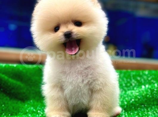 Pomerani̇an Yavrularimiz İçi̇n Bi̇lgi̇ Almak İsterseni̇z İleti̇şi̇me Geçebi̇li̇rsi̇ni̇z Ç görsel