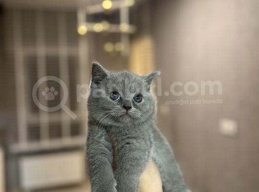 Bri̇ti̇sh Shorthai̇r Yavrularimiz Tesli̇me Hazir görsel