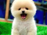 Pomerani̇an Yavrularimiz İçi̇n Bi̇lgi̇ Almak İsterseni̇z İleti̇şi̇me Geçebi̇li̇rsi̇ni̇z Ç