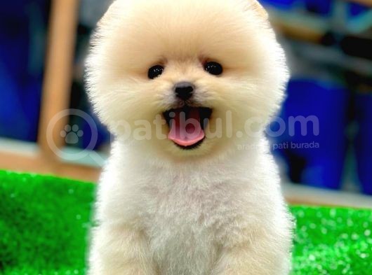 Pomerani̇an Yavrularimiz İçi̇n Bi̇lgi̇ Almak İsterseni̇z İleti̇şi̇me Geçebi̇li̇rsi̇ni̇z Ç görsel