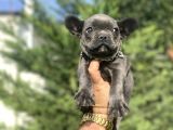 Özel Renk Blue French Bulldog