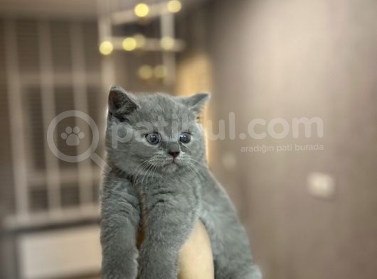 Bri̇ti̇sh Shorthai̇r Yavrularimiz Tesli̇me Hazir görsel