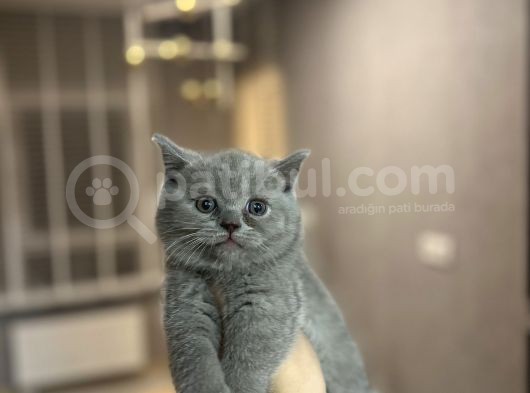 Bri̇ti̇sh Shorthai̇r Yavrularimiz Tesli̇me Hazir görsel