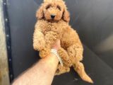 RED DİŞİ TOY POODLE BEBEĞİMİZ A KALİTE