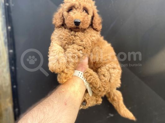 Red Di̇şi̇ Toy Poodle Bebeği̇mi̇z A Kali̇te