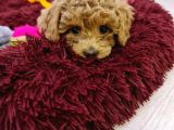 Toy Poddle Yavrularımı Sahiplendiriyorum