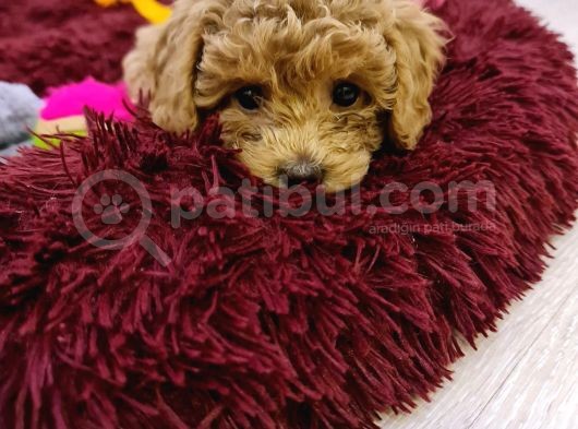 Toy Poddle Yavrularımı Sahiplendiriyorum görsel