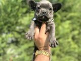 Özel Renk Blue French Bulldog