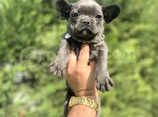 Özel Renk Blue French Bulldog görsel