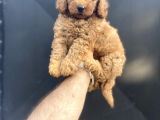 Red Di̇şi̇ Toy Poodle Bebeği̇mi̇z A Kali̇te