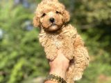 Di̇şi̇ Erkek Bebek Suratli Toy Poodle Yavrular