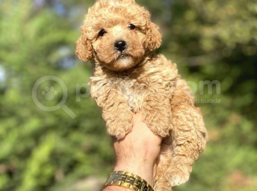 Di̇şi̇ Erkek Bebek Suratli Toy Poodle Yavrular görsel