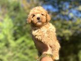 Di̇şi̇ Erkek Bebek Suratli Toy Poodle Yavrular