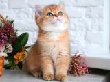 Show kalite golden bebekler