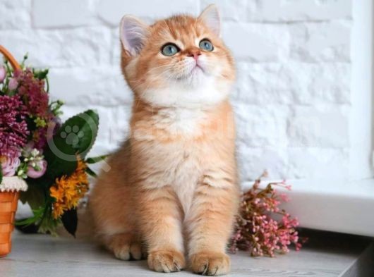 Show Kalite Golden Bebekler