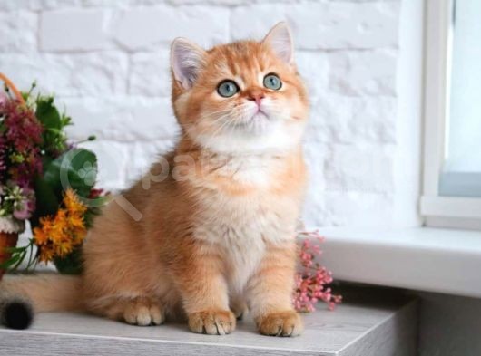 Show Kalite Golden Bebekler görsel