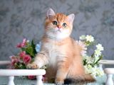 Show Kalite Golden Bebekler