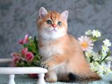 Show Kalite Golden Bebekler