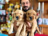 Bebek Yüzlü Golden A Kali̇te Irk