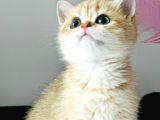 A kalite BRİTİSH SHORTHAİR GOLDEN  yavrular