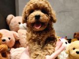Ai̇lelere Toypoodle Uygun