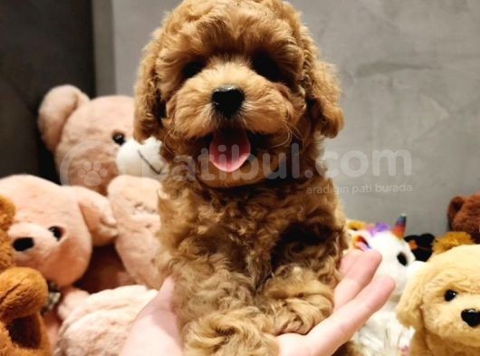 Ai̇lelere Toypoodle Uygun görsel