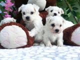Herkese Her Keseye Maltese Teri̇er Yavrular