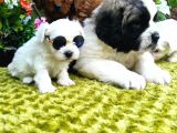 Herkese Her Keseye Maltese Teri̇er Yavrular