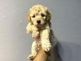 KUZEYPUPPİES KIVIR KIVIR MALTİPOO  YAVRULARI