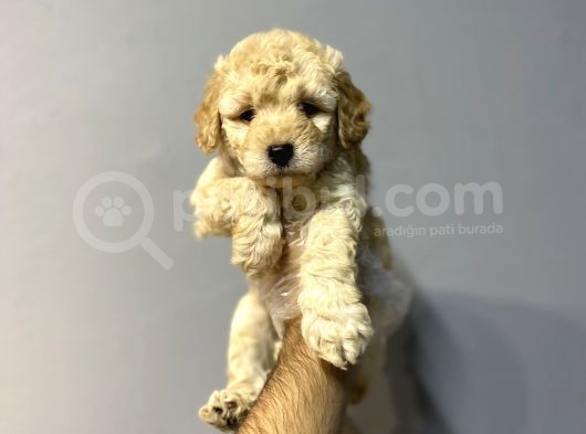 Kuzeypuppi̇es Kivir Kivir Malti̇poo  Yavrulari