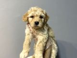ÖZEL KALİTE MALTİPOO YAVRULARI