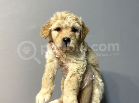 Özel Kali̇te Malti̇poo Yavrulari