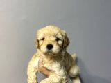 Özel Kali̇te Malti̇poo Yavrulari