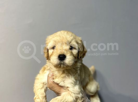 Özel Kali̇te Malti̇poo Yavrulari görsel