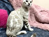 Snow Bengal Erkek