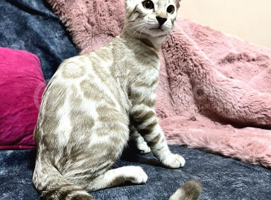 Snow Bengal Erkek görsel