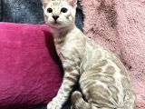 Snow Bengal Erkek