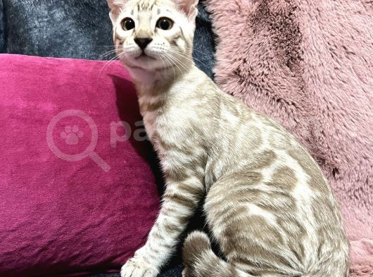 Snow Bengal Erkek görsel