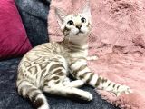 Snow Bengal Erkek