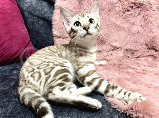 Snow Bengal Erkek görsel