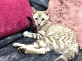 Snow Bengal Erkek