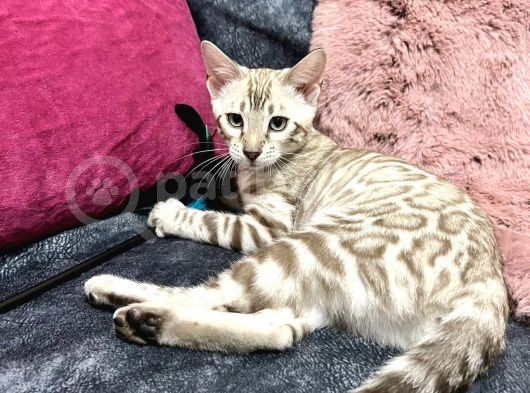 Snow Bengal Erkek görsel