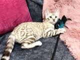 Snow Bengal Erkek