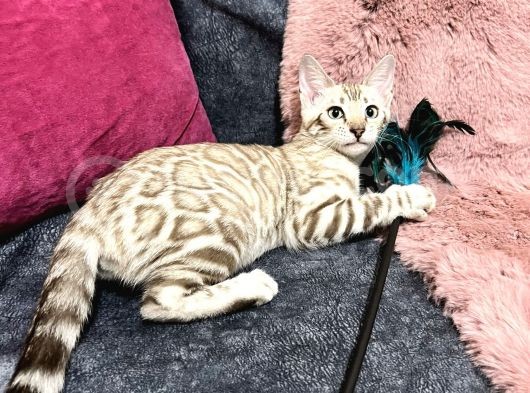 Snow Bengal Erkek