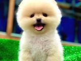 POMERANİAN YAVRULARIMIZ İÇİN BİLGİ ALMAK İSTERSENİZ İLETİŞİME GEÇEBİLİRSİNİZ Ç