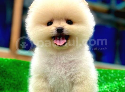 Pomerani̇an Yavrularimiz İçi̇n Bi̇lgi̇ Almak İsterseni̇z İleti̇şi̇me Geçebi̇li̇rsi̇ni̇z Ç
